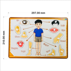 Educational chart showing body parts with measurements on a white background