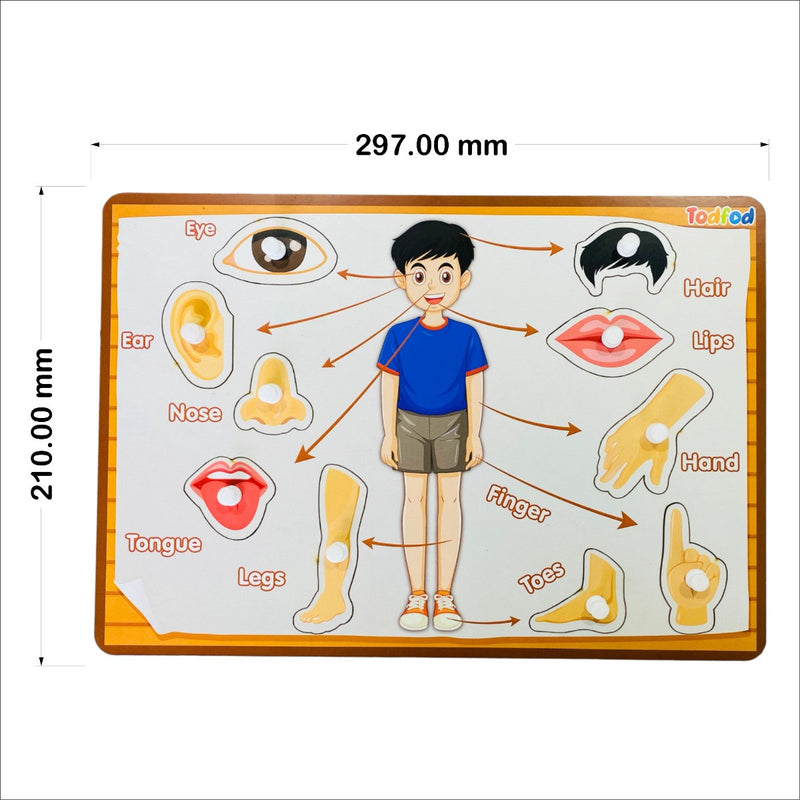 Educational chart showing parts of the body with measurements on a white background